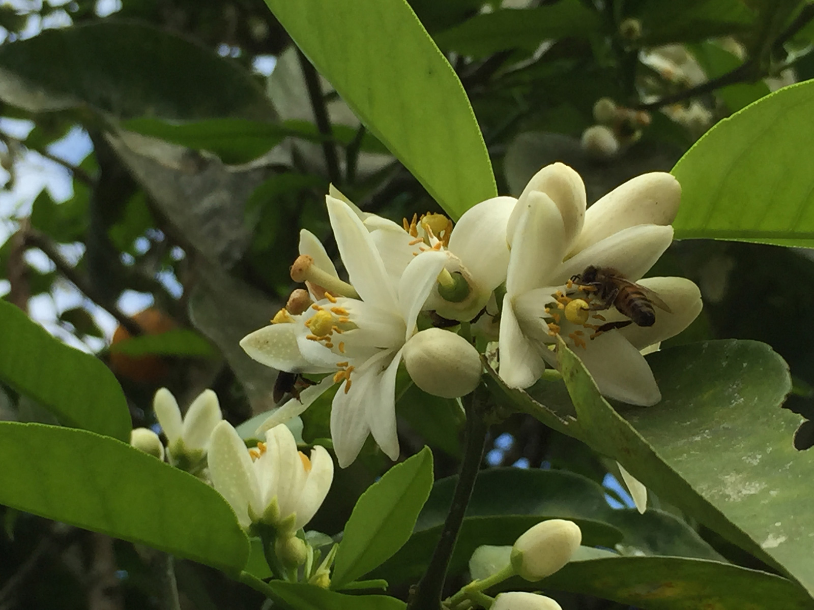 Natureza