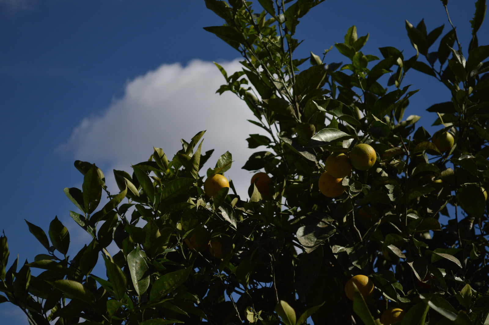 Árvores frutíferas