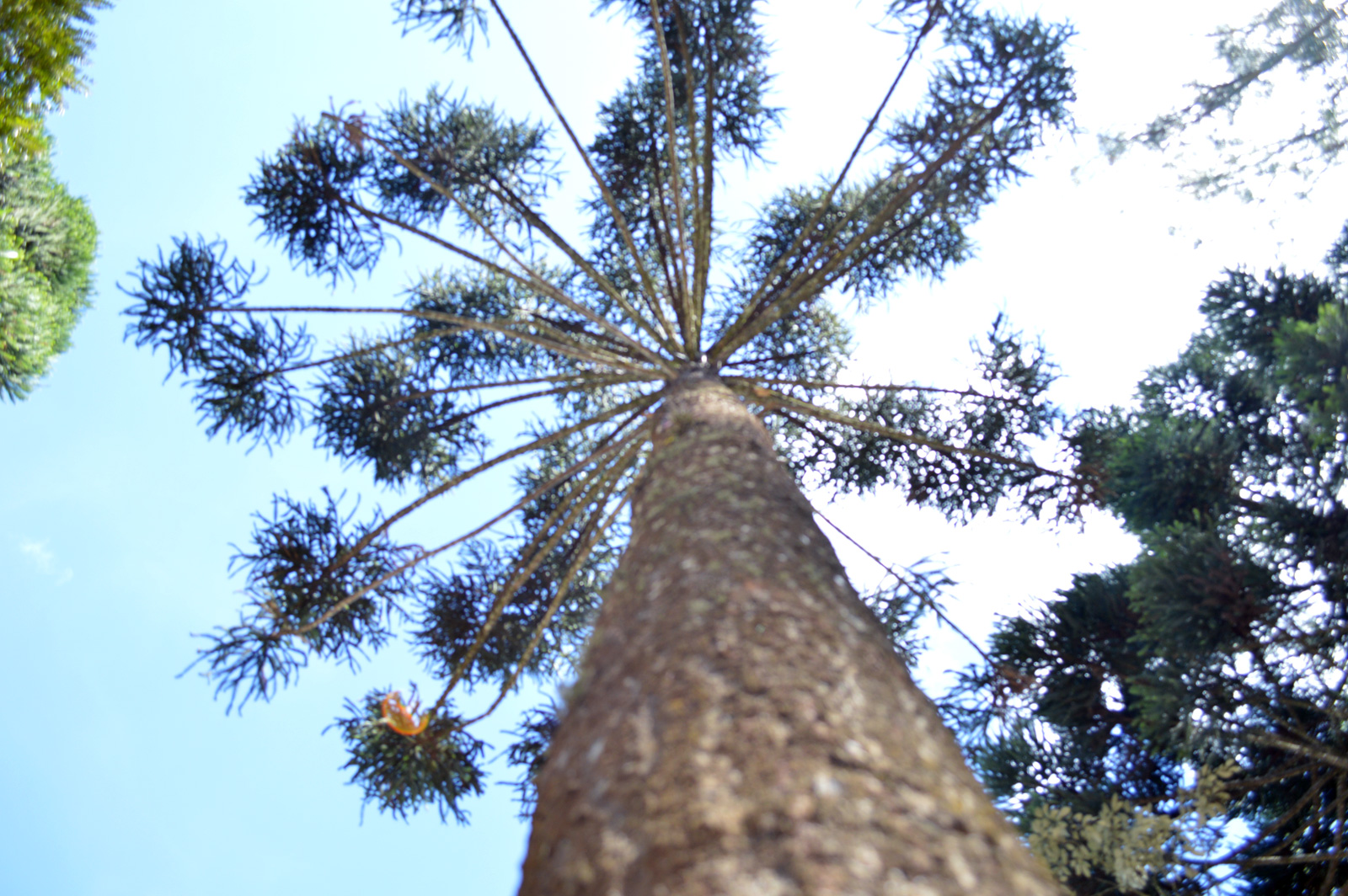 Natureza